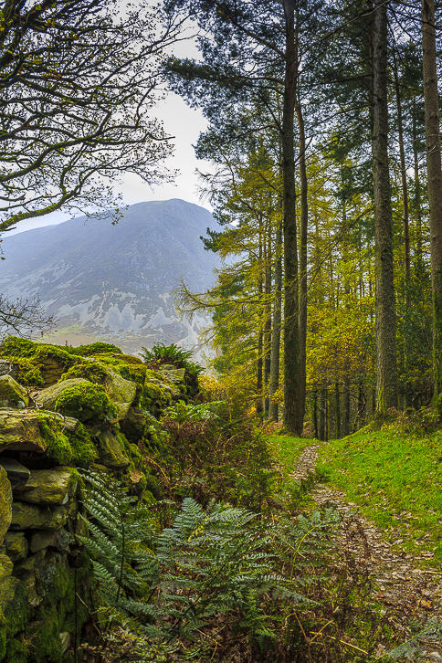 Lanthwaite Wood Lanthwaite Wood